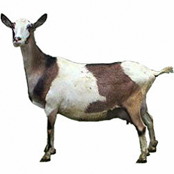 Sable Saanen Goat